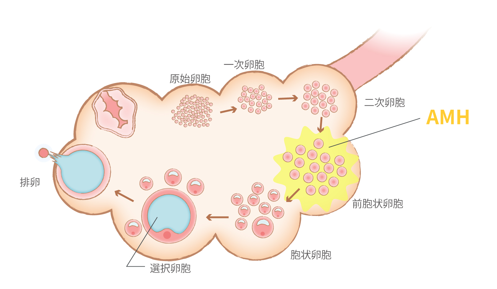 AMHの解説図