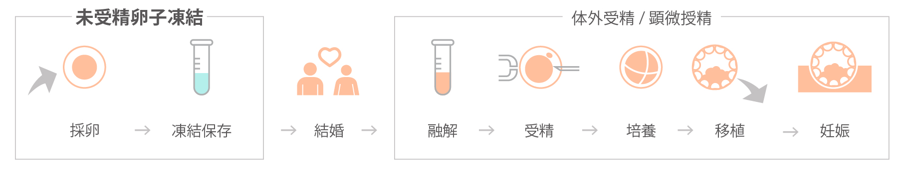 採卵→凍結保存→融解→受精→培養→移植→妊娠