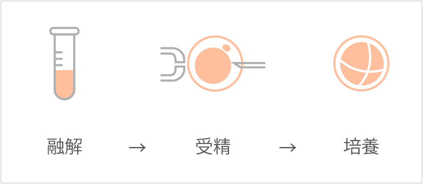 融解→受精→培養